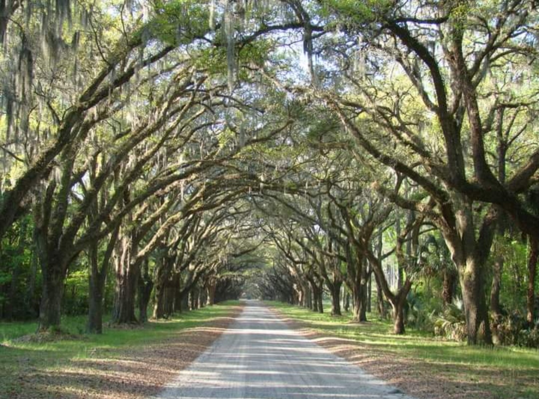 Oak-lined avenue draped with Spanish moss